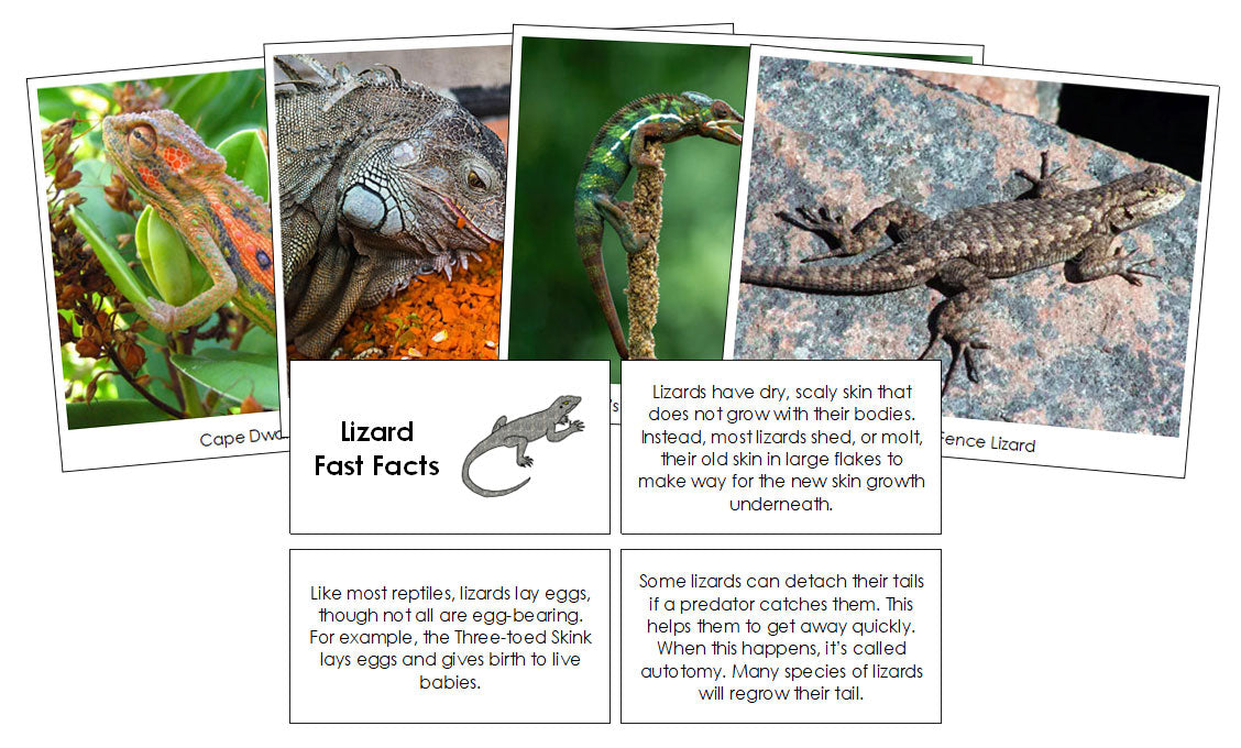 Lizard Fast Facts & Pictures - Montessori Print Shop Digital Download