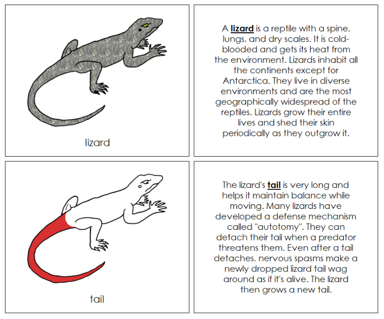 Parts of a Lizard Nomenclature Book (red) - Montessori Print Shop Digital Download