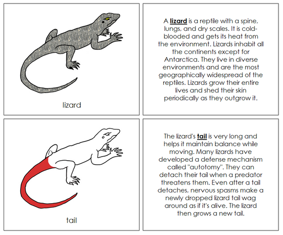 Parts of a Lizard Nomenclature Book (red) - Montessori Print Shop