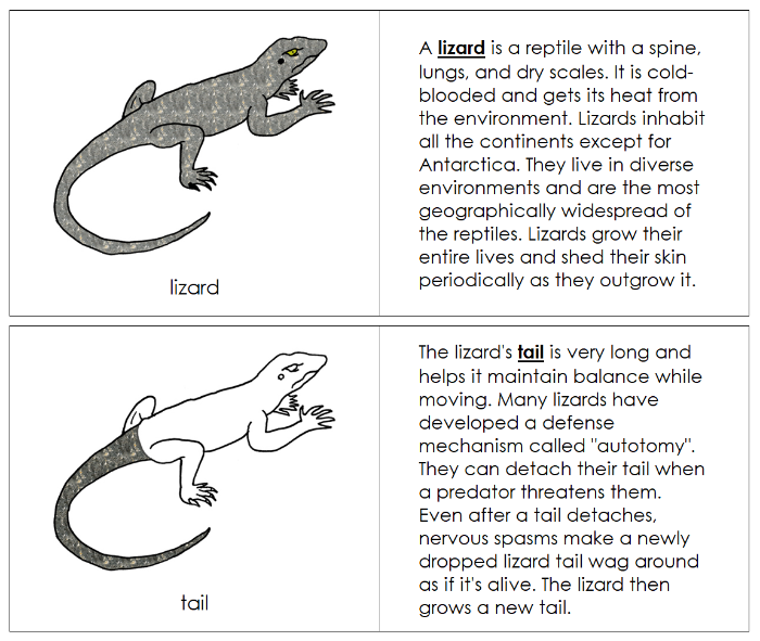 Parts of a Lizard Nomenclature Book - Montessori Print Shop Digital Download