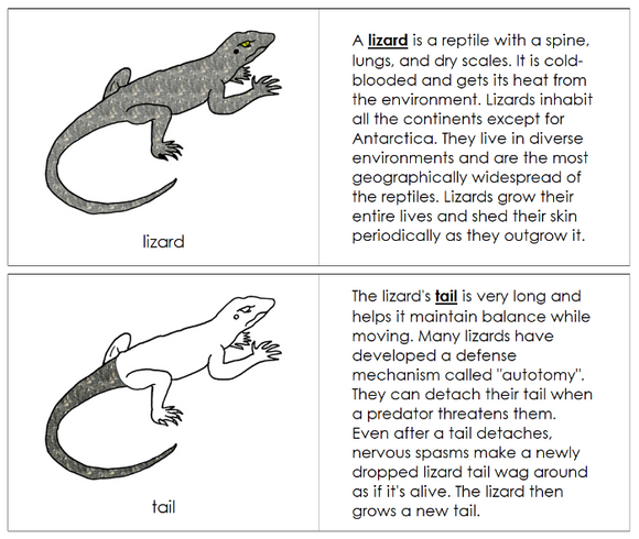 Parts of a Lizard Nomenclature Book - Montessori Print Shop Digital Download