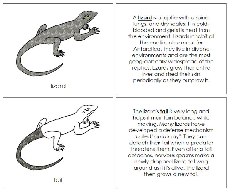 Parts of a Lizard Nomenclature Book - Montessori Print Shop Digital Download