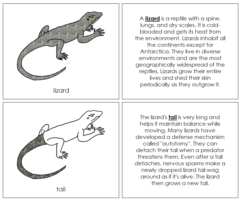 Parts of a Lizard Nomenclature Book - Montessori Print Shop