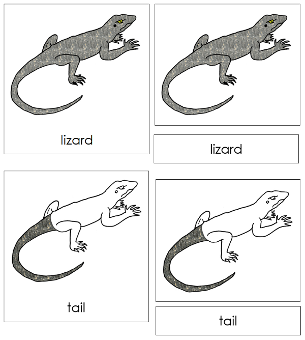 Parts of a Lizard 3-Part Nomenclature Cards - Montessori Print Shop Digital Download
