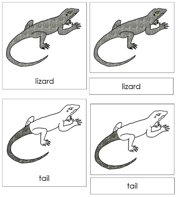 Parts of a Lizard 3-Part Nomenclature Cards - Montessori Print Shop Digital Download
