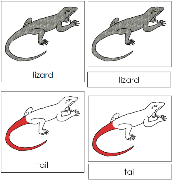 Parts of a Lizard Nomenclature Cards (red) - Montessori Print Shop Digital Download
