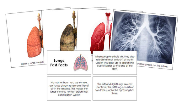 Human Lungs Fast Facts and Pictures by Montessori Print Shop