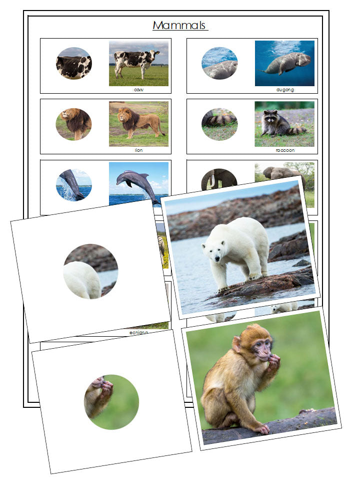Mammals Part to Whole Matching - Montessori Print Shop Digital Download