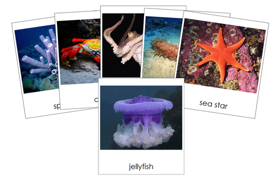 Types of Marine Invertebrates 3-Part Cards - Montessori Print Shop Digital Download
