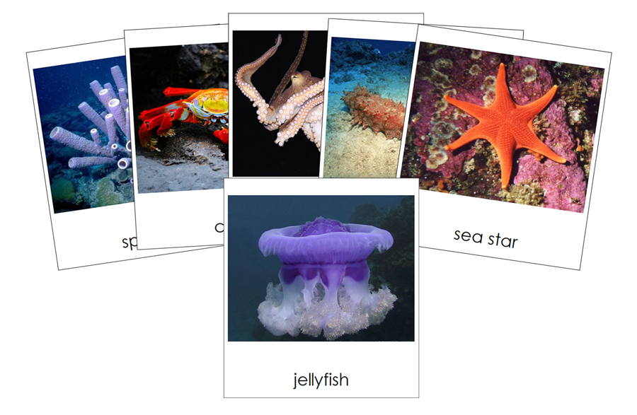 Types of Marine Invertebrates 3-Part Cards - Montessori Print Shop Digital Download