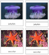 Marine Invertebrates - Montessori Print Shop