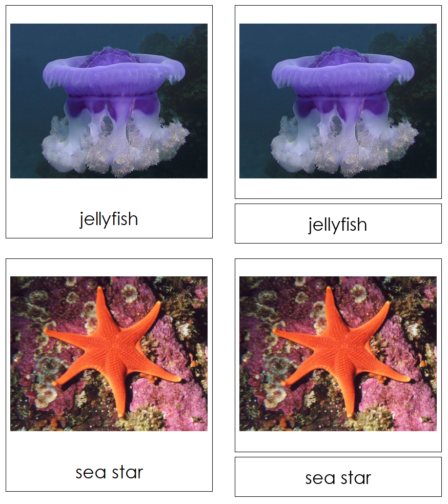 Types of Marine Invertebrates 3-Part Cards - Montessori Print Shop Digital Download