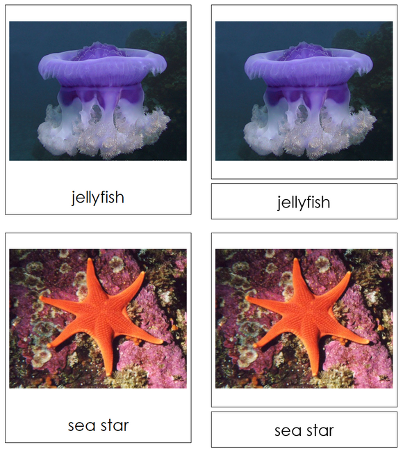 Types of Marine Invertebrates 3-Part Cards - Montessori Print Shop Digital Download