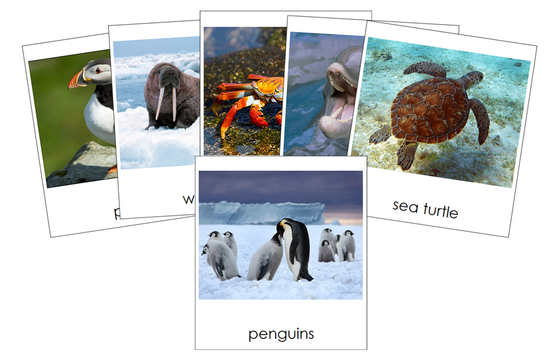 Types of Marine Life 3-Part Cards - Montessori Print Shop Digital Download