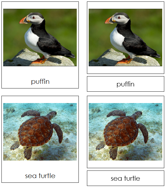 Marine Life 3-part cards - Montessori Classified Cards - Montessori Print Shop Digital Download