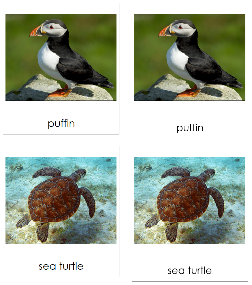 Types of Marine Life 3-Part Cards - Montessori Print Shop Digital Download
