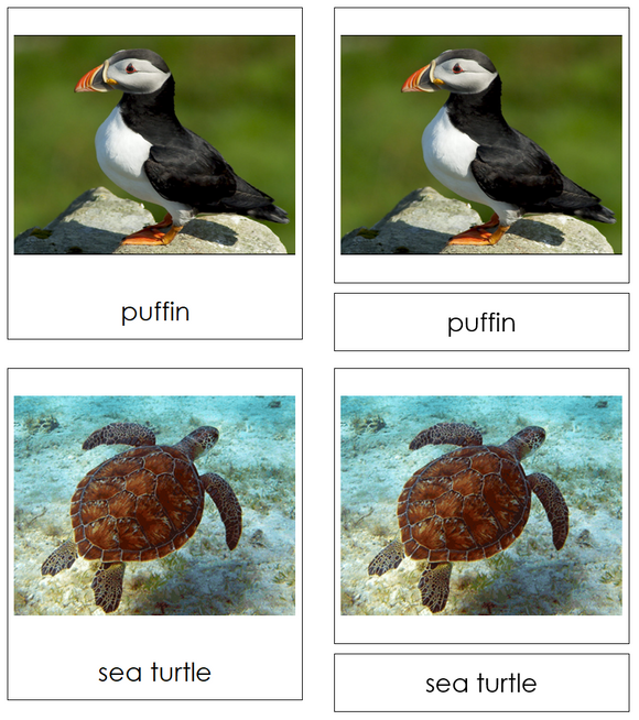 Types of Marine Life 3-Part Cards - Montessori Print Shop Digital Download