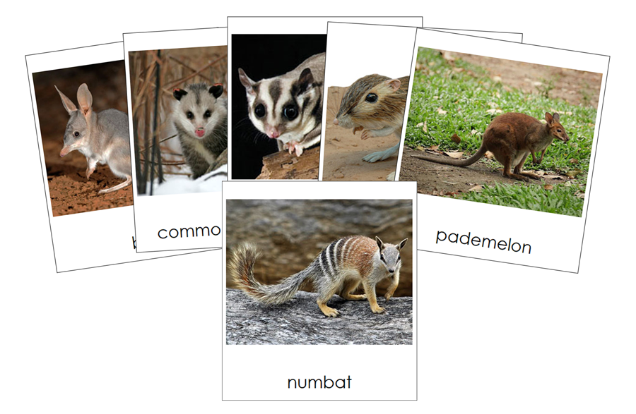 Types of Marsupials 3-Part Cards - Montessori Print Shop Digital Download