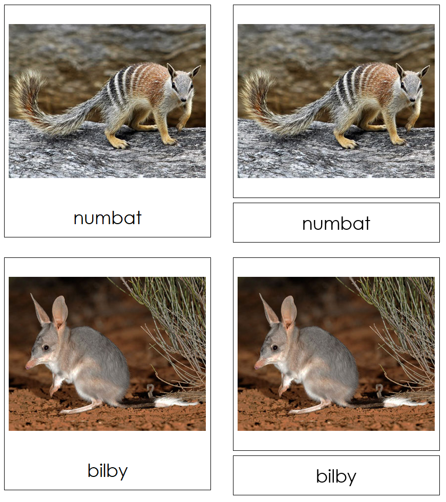 Types of Marsupials 3-Part Cards - Montessori Print Shop Digital Download