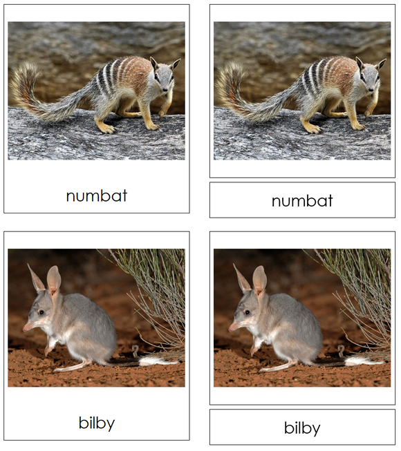 Types of Marsupials 3-Part Cards - Montessori Print Shop Digital Download