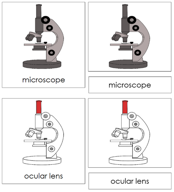 Parts of a Microscope Nomenclature Cards (red) - Montessori Print Shop Digital Download