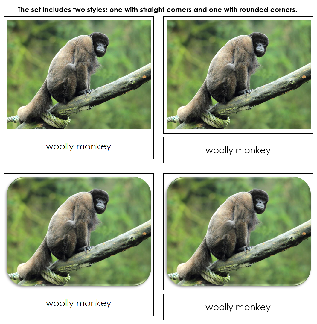 Monkeys and Apes - Safari Toob Cards - Montessori Print Shop Digital Download