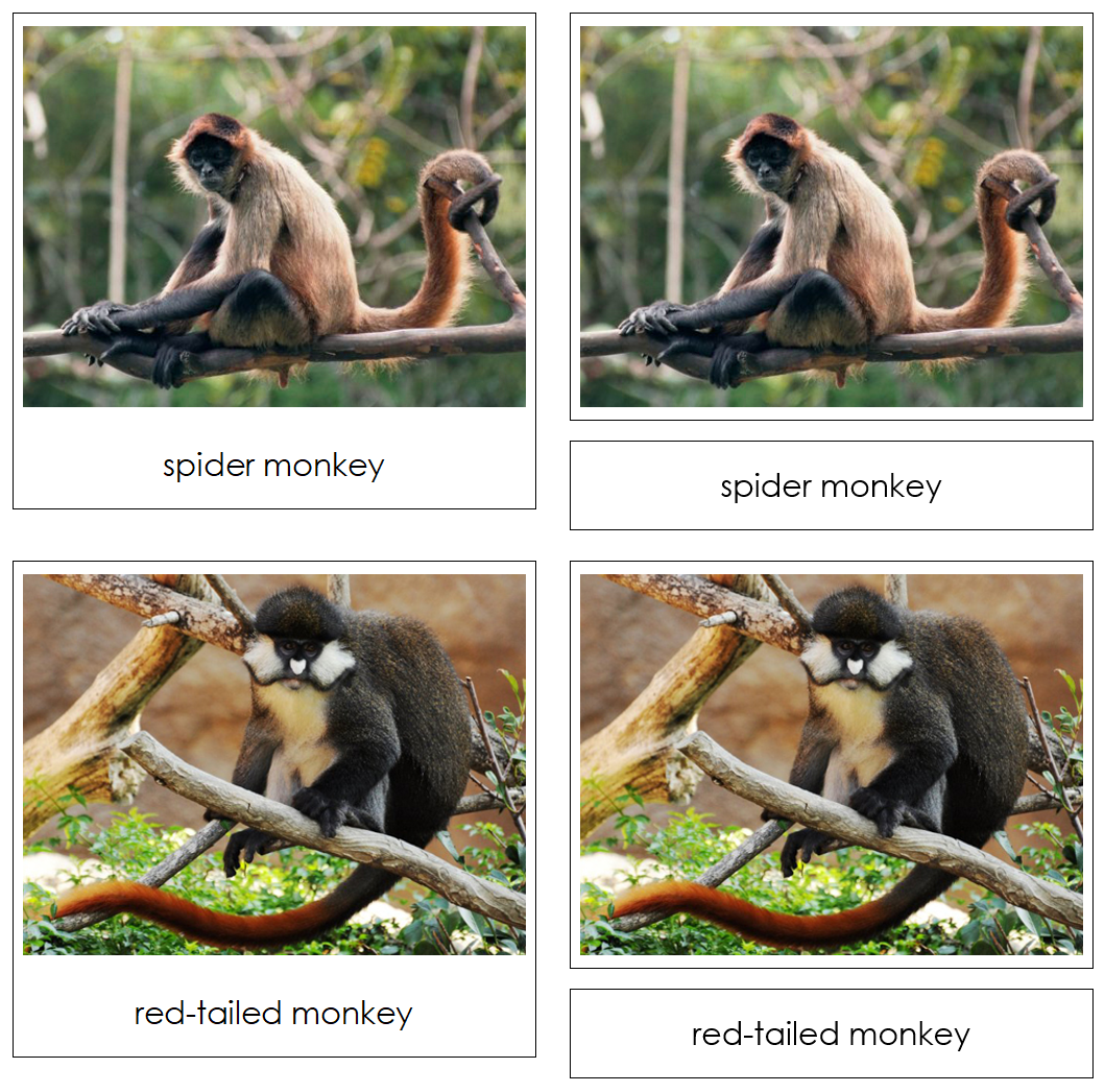 Monkeys and Apes - Safari Toob Cards - Montessori Print Shop Digital Download