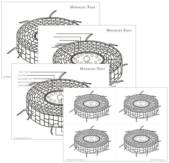 Elementary Monocot Root Nomenclature - Montessori Print Shop