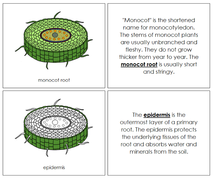 Parts of a Monocot Root Nomenclature Book - Montessori Print Shop Digital Download