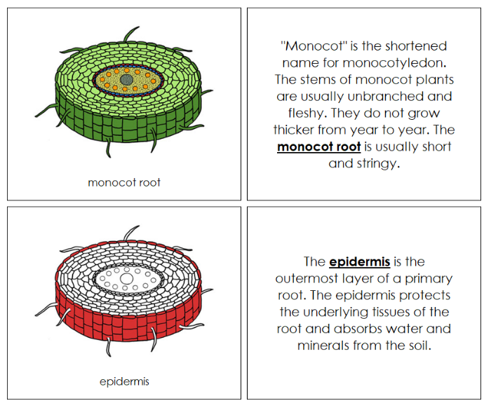 Parts of a Monocot Nomenclature Book (red) - Montessori Print Shop Digital Download