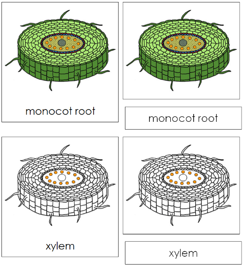 Monocot Root Nomenclature 3-Part Cards - Montessori Print Shop