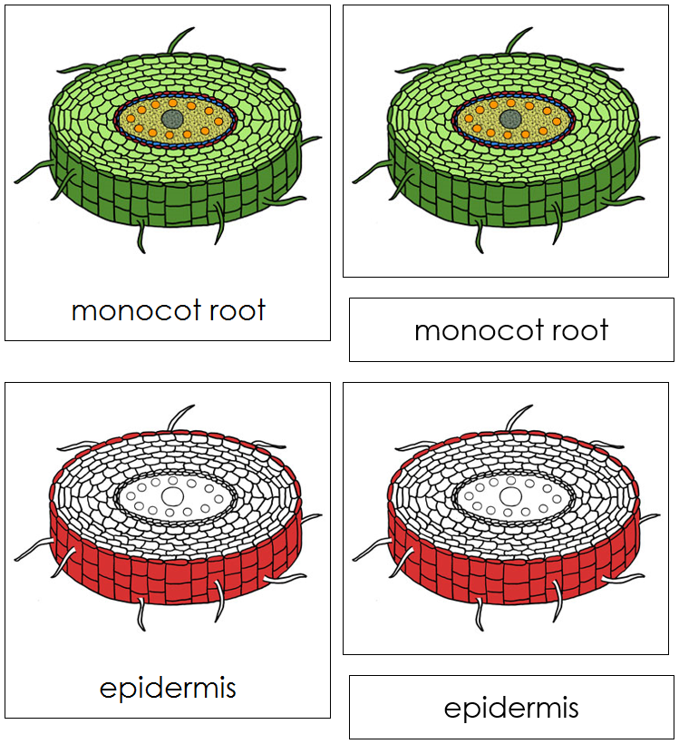 Monocot Root Nomenclature 3-Part Cards (red) - Montessori Print Shop