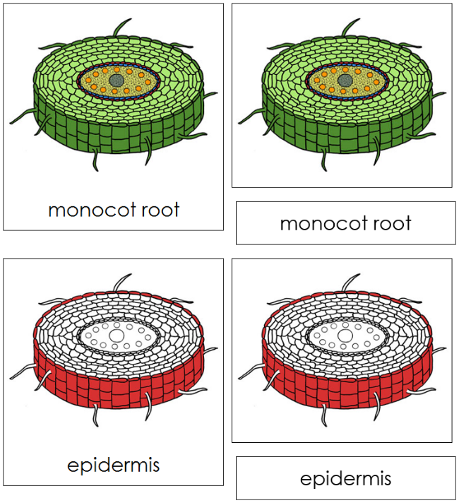 Monocot Root Nomenclature 3-Part Cards (red) - Montessori Print Shop Digital Download