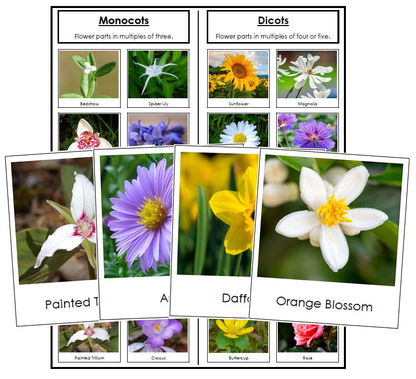 Monocot or Dicot Flower Sorting - Montessori Print Shop Digital Download