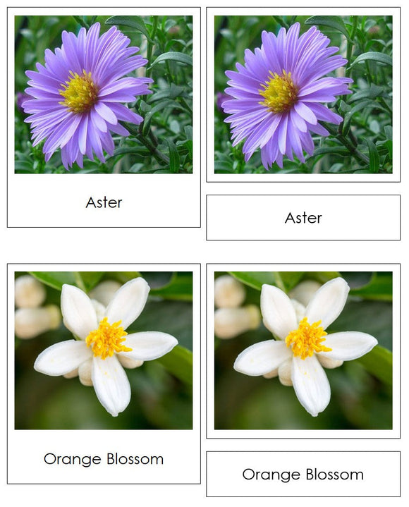 Monocot or Dicot Flower Sorting - Montessori Print Shop Digital Download