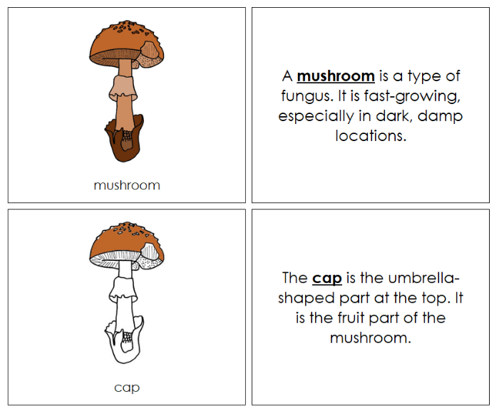 Parts of a Mushroom Nomenclature Book - Montessori Print Shop Digital Download