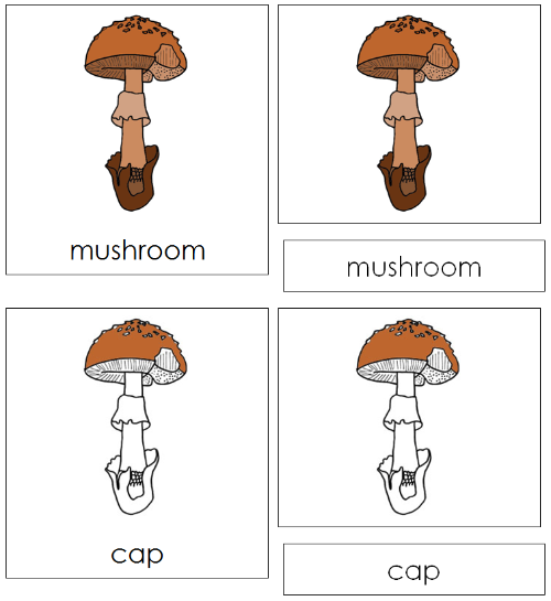 Parts of a Mushroom 3-Part Nomenclature Cards - Montessori Print Shop Digital Download