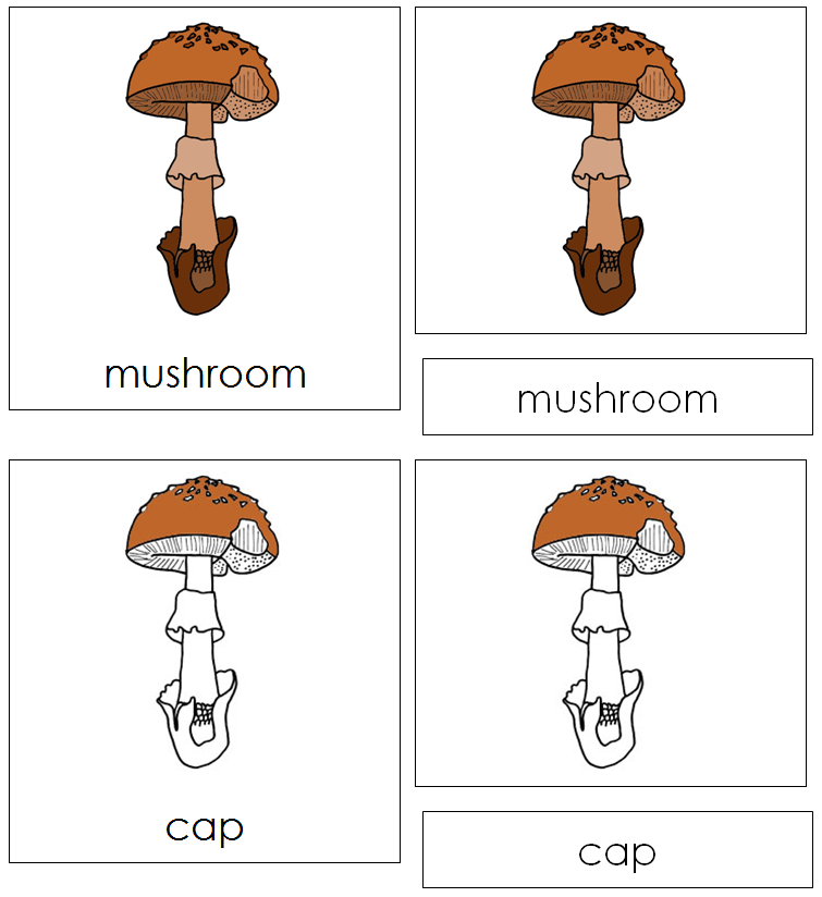 Parts of a mushroom Nomenclature 3-Part Cards - Montessori Print Shop Digital Download