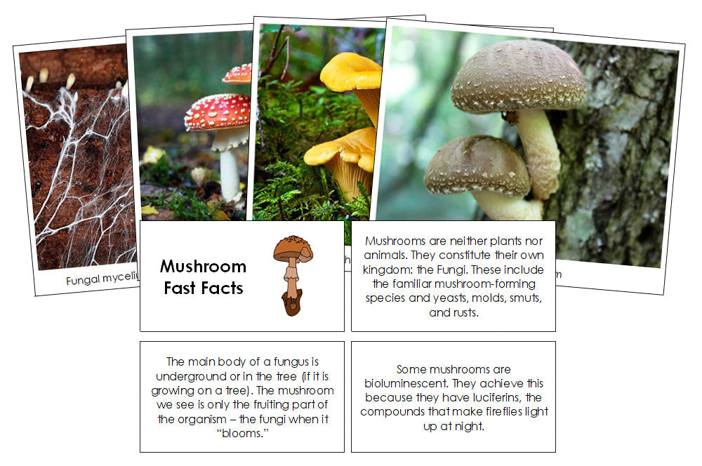 Mushroom Fast Facts & Pictures - Montessori Print Shop Digital Download