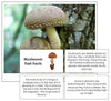 Mushroom Fast Facts & Pictures - Montessori Print Shop