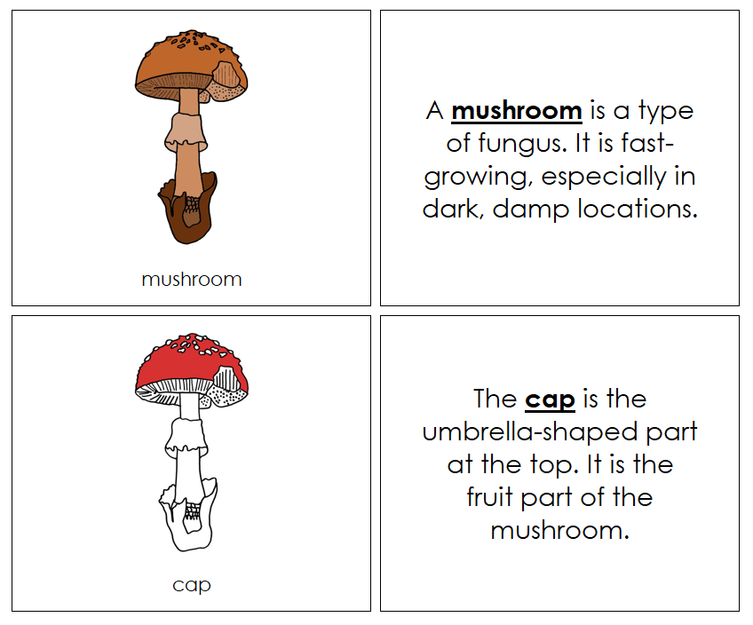 Parts of a Mushroom Nomenclature Book (red) - Montessori Print Shop Digital Download