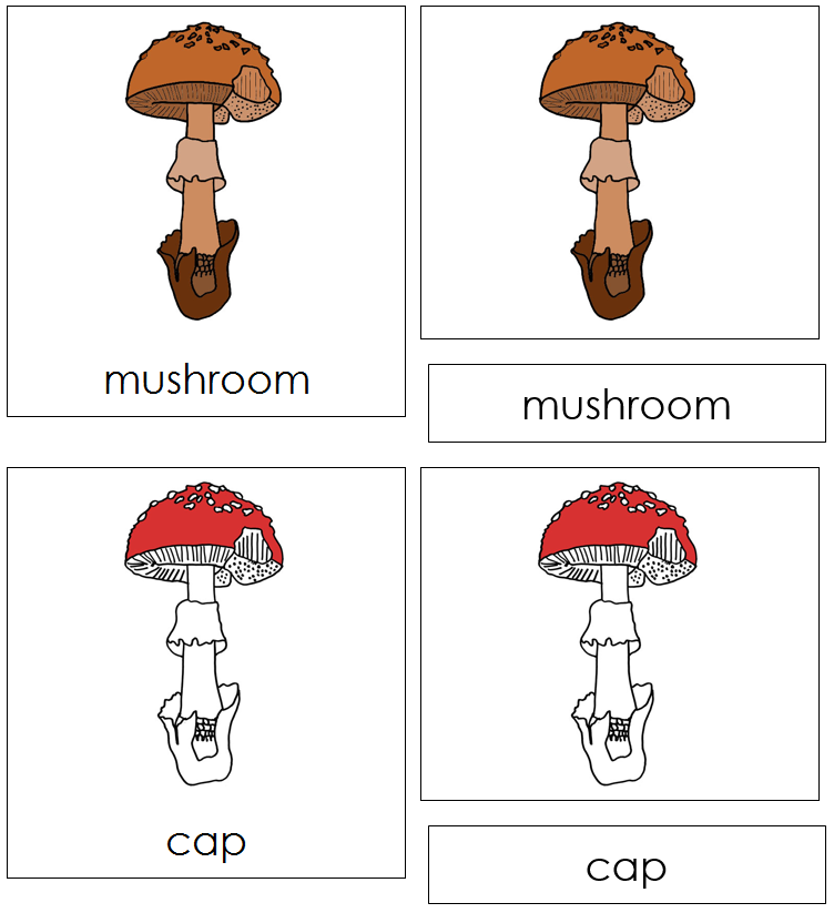 Parts of a Mushroom Nomenclature 3-Part Cards - Montessori Print Shop Digital Download