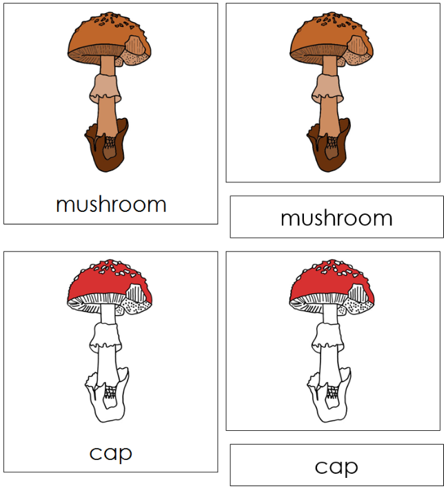 Mushroom Nomenclature 3-Part Cards (red) - Montessori Print Shop Digital Download