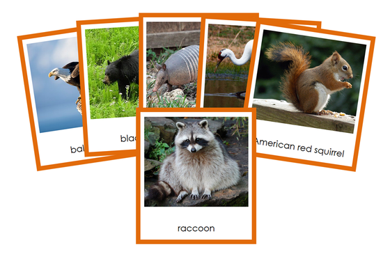 Animals of North America 3-Part Cards (color-coded) - Montessori Print Shop Digital Download