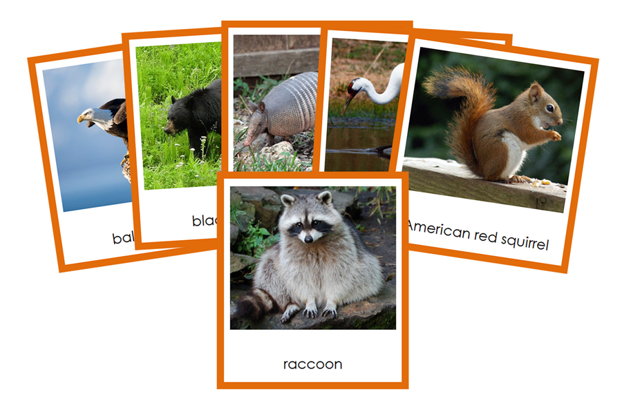 Animals of North America 3-Part Cards (color-coded) - Montessori Print Shop Digital Download