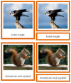Animals of the World Bundle (color coded)
