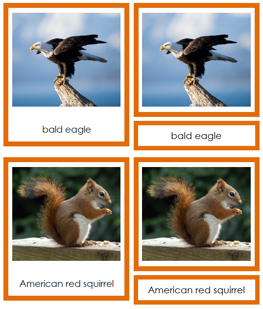 Animals of North America 3-Part Continent Cards - Montessori Print Shop Digital Download
