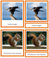 Animals of North America 3-Part Cards - Montessori Print Shop continent study