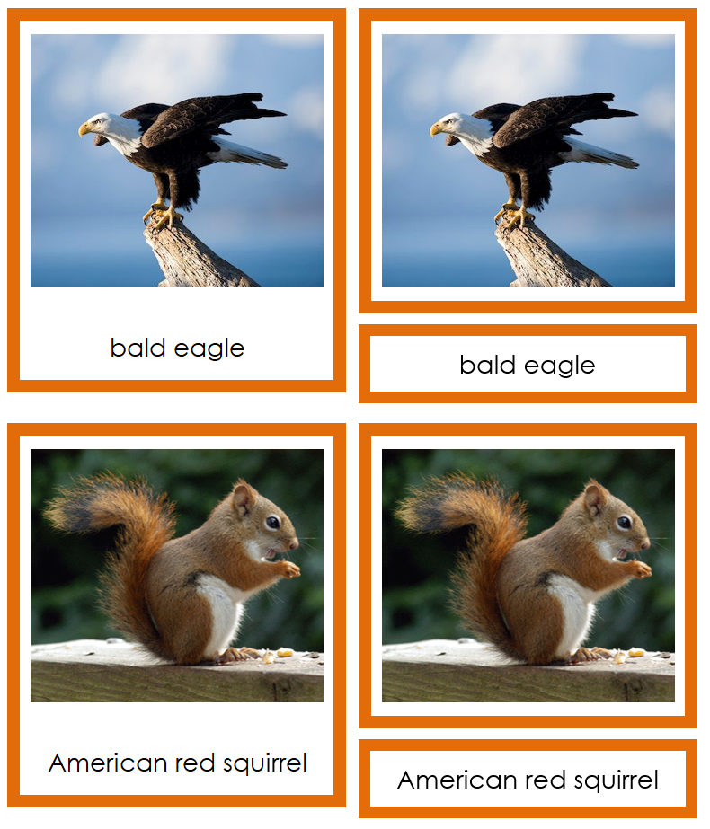Animals of North America 3-Part Cards (color-coded) - Montessori Print Shop Digital Download
