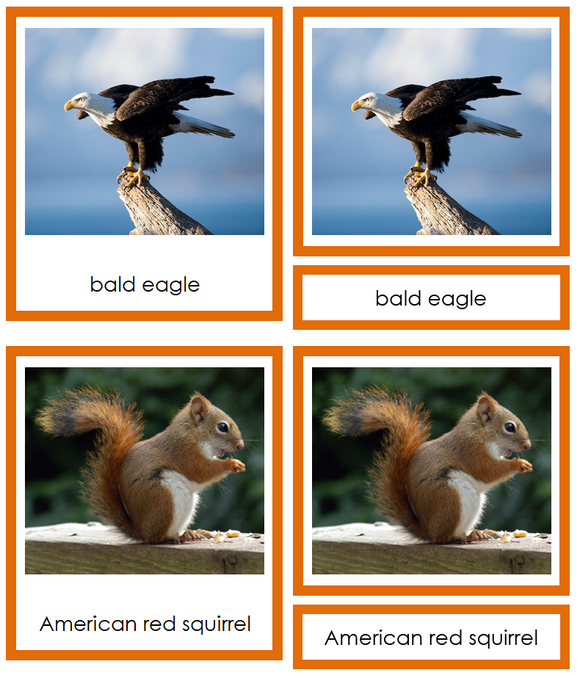 Animals of North America 3-Part Cards (color-coded) - Montessori Print Shop Digital Download